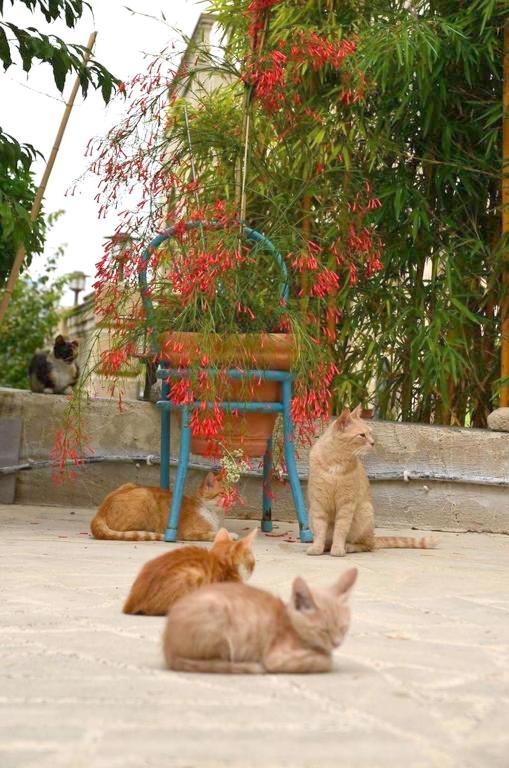 Faith'S Stone House Guest House Simou Bagian luar foto
